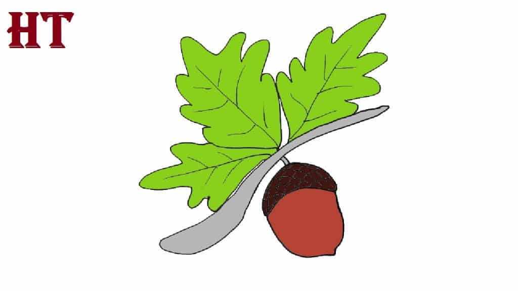 How to Draw an Acorn