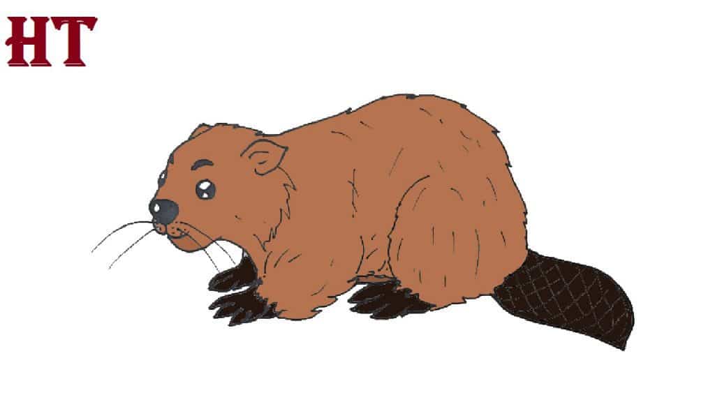 How to Draw a Beaver