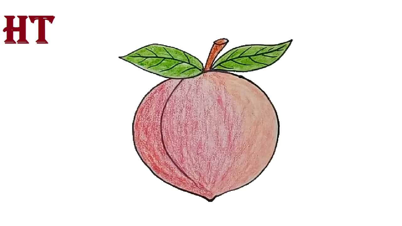How to Draw a Peach Easy Fruit drawings for beginners