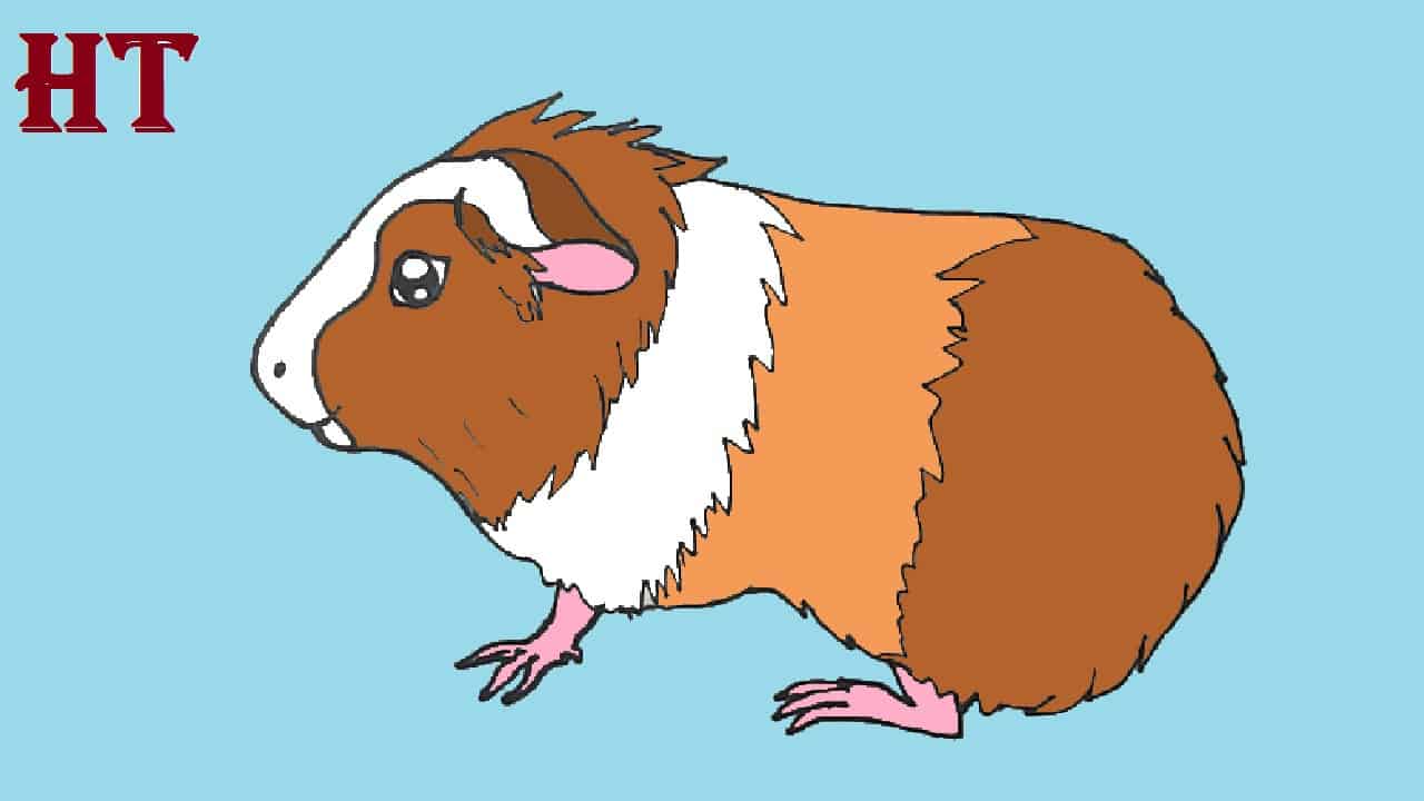 How to draw a Guinea Pig Easy for Beginners