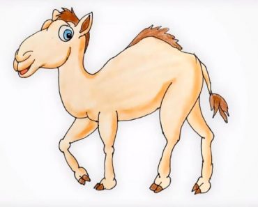 Cartoon Camel Drawing Step by Step for Beginners
