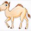 Cartoon Camel Drawing Step by Step for Beginners