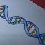 How to Draw DNA Step by step