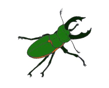 How to Draw a Beetle Step By Step