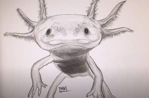 How To Draw An Axolotl Step By Step