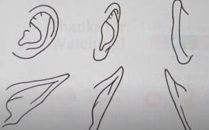 How to Draw Anime Ears Step by Step