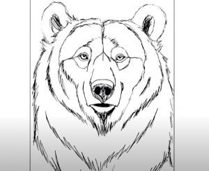 How to Draw a Bear Face Step By Step