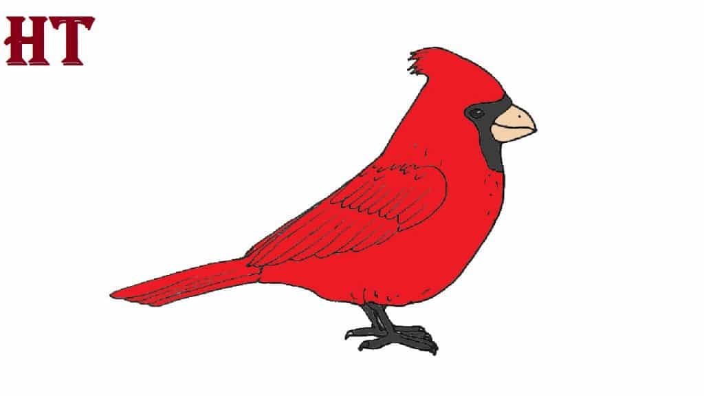 How to Draw a Cardinal Bird Step By Step