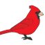 How to Draw a Cardinal Bird Step By Step