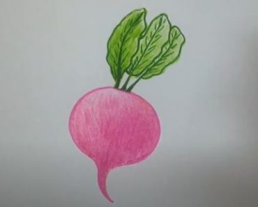 How to Draw a Radish Step by Step Easy