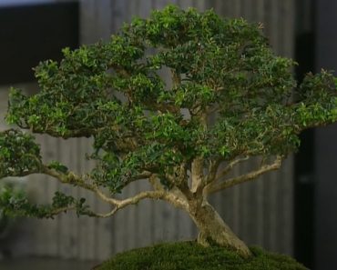 How to care for a Bonsai Tree step by step