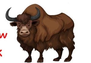 how to draw a yak step by step