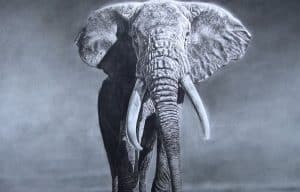 Elephant Drawing with Pencil - Wild Animals Drawing