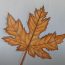 How To Draw A Maple Leaf Step by Step Easy