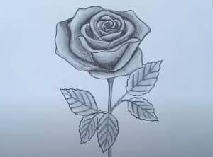 How to Draw A rose by Pencil Step by Step