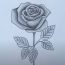 How to Draw A rose with Pencil Step by Step