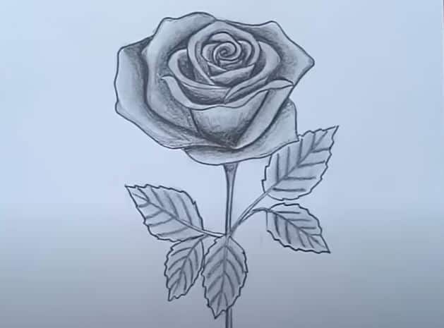 White Rose - graphite pencil drawing botanical illustration by Elena  Parashko-saigonsouth.com.vn