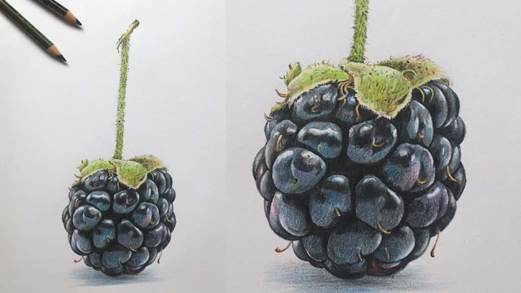 How to Draw a Blackberry Step by Step - Fruit Drawings