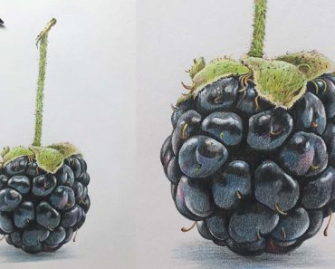 How to Draw a Blackberry Step by Step – Fruit Drawings