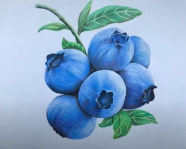 How to Draw a Blueberry Step by Step || Fruit drawing tutorial