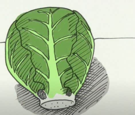 How to Draw a Brussels Sprout Step by Step || Vegetables Drawing
