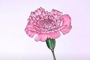How to Draw a Carnation Step by Step - Flower Drawing Tutorial