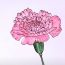 How to Draw a Carnation Step by Step – Flower Drawing Tutorial