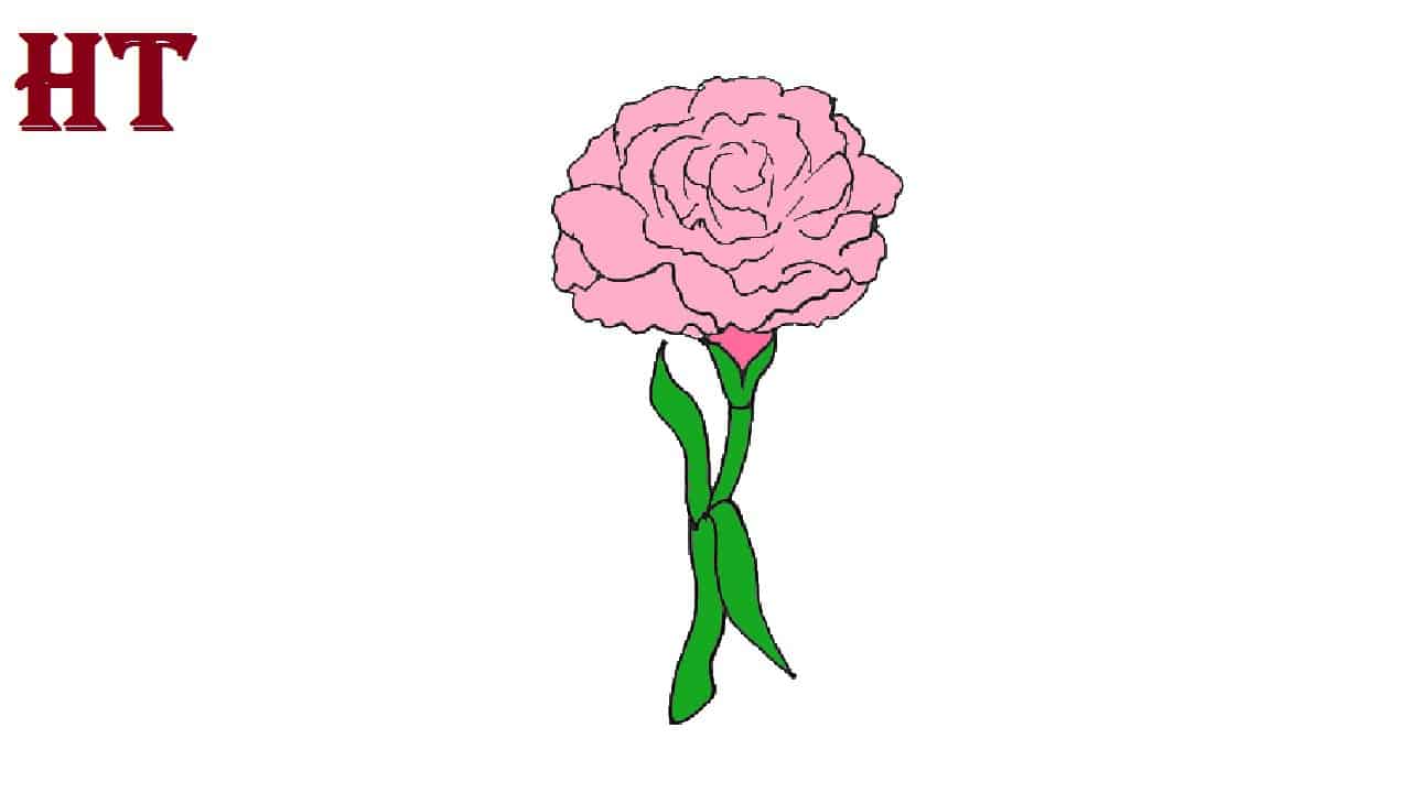 How to Draw a Carnation Flower Step by Step