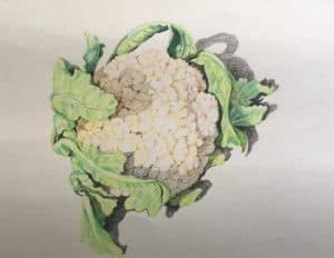 How to Draw a Cauliflower Step by Step - Vegetables Drawing