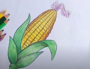 How to Draw a Corn Easy for Beginners