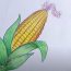 How to Draw a Corn Easy for Beginners