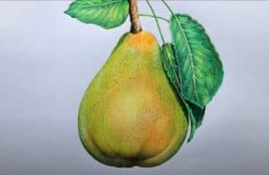 How to Draw a Pear Step by Step - Fruit drawings for Beginners