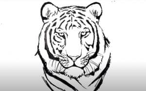 How to Draw a Tiger Face Step by Step