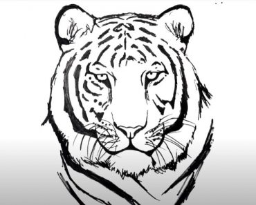 How to Draw a Tiger Face Step by Step