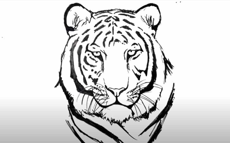 Tiger face drawing hi-res stock photography and images - Alamy