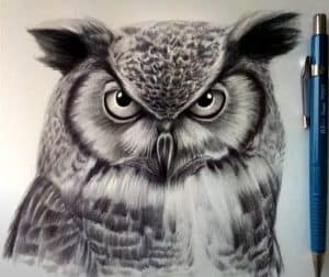 How to Draw an Owl Face Step by Step - Bird Drawing