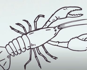 How to draw a Crayfish Step by Step