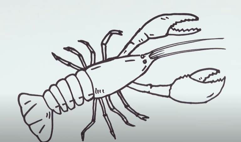 How to draw a Crayfish Step by Step