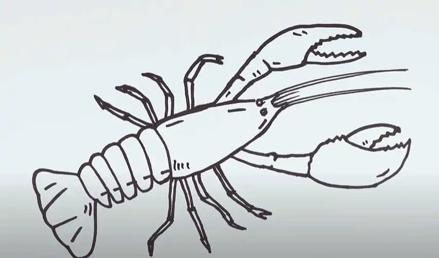 How to draw a Crayfish Step by Step