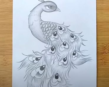 How to draw a Peacock with Pencil Step by Step