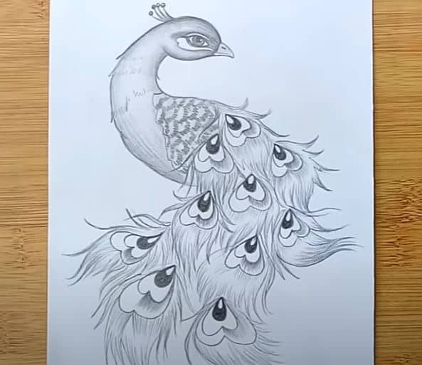 Peacock Sketch - Easy Step by Step Drawing - Peacock facts - Smail Jr-saigonsouth.com.vn