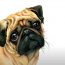 How to draw a Pug with Pencil – Dog Drawing Easy
