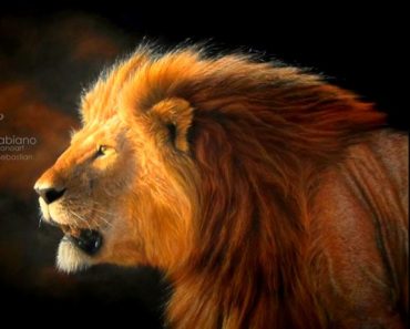 How to draw a Realistic Lion Step by Step