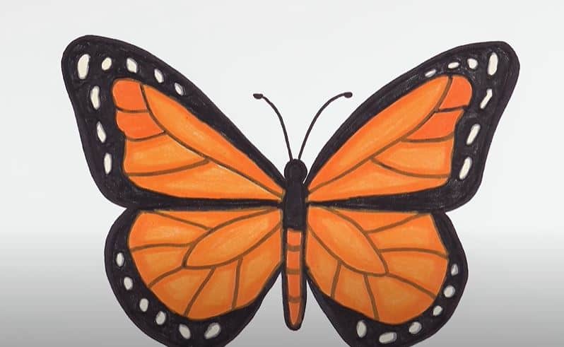 Monarch Butterfly Drawing Step by Step || How to draw a Butterfly