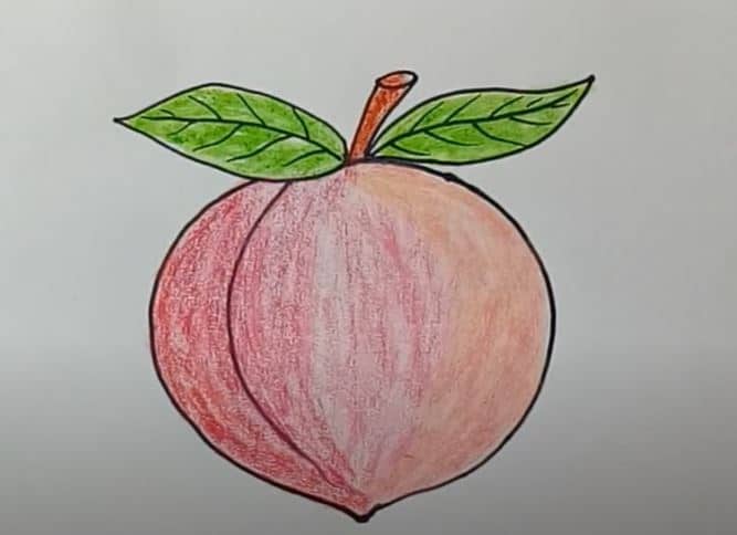peach fruit drawing