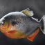 Piranha drawing with Pencil || How to draw a realistic fish
