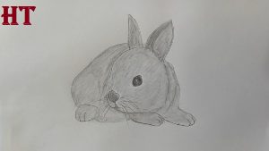 Rabbit Drawing with Pencil