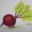 How to Draw a Beetroot Step by Step ||  Vegetables Drawing