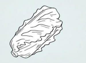 How to Draw a Lettuce Step by Step