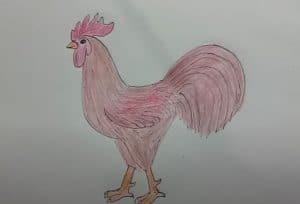 How to draw a Rooster Step by Step - Chicken Drawing Tutorial